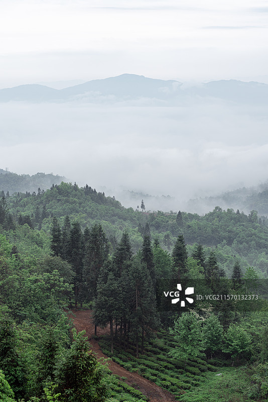 云海茶山图片素材