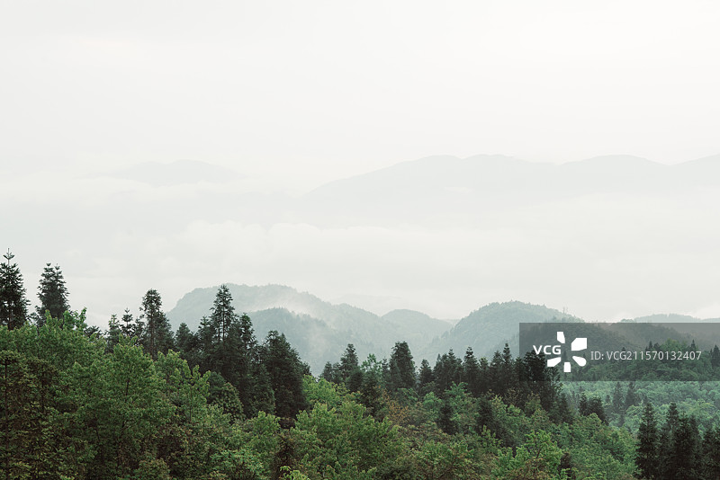 云海茶山图片素材