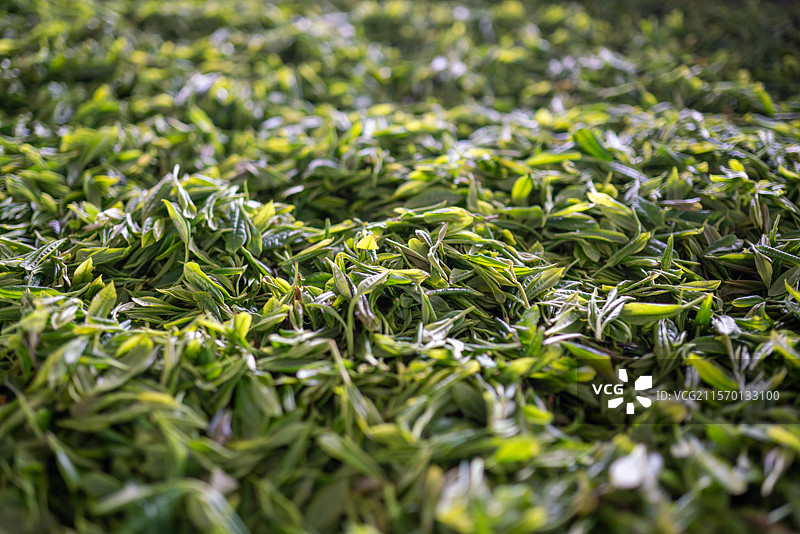 云海茶山图片素材