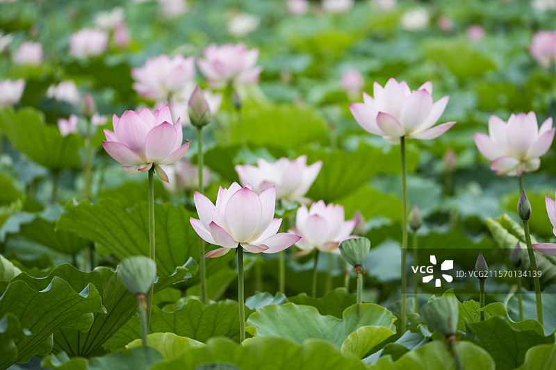 夏日荷花图片素材