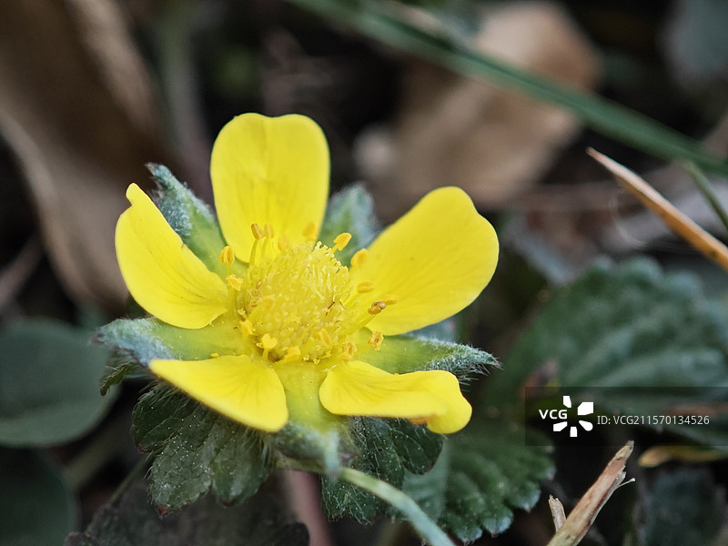 蛇莓的花图片素材