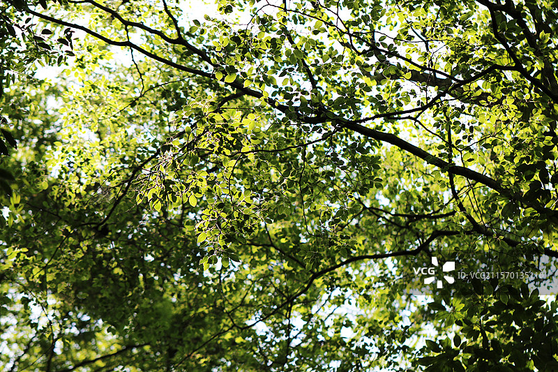 广西凌云县逻楼镇陇朗村老屋屯的春天图片素材