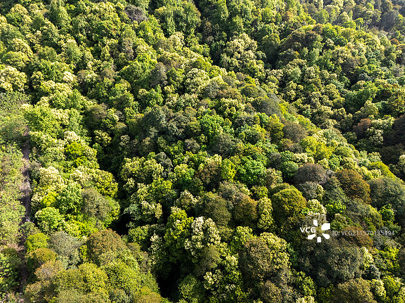 春天森林苦槠花海图片素材