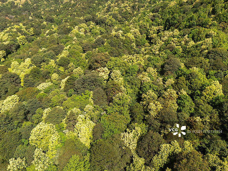 春天森林苦槠花海图片素材