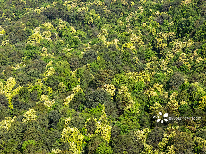 春天森林苦槠花海图片素材