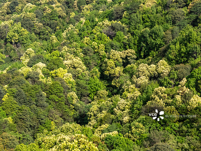 春天森林苦槠花海图片素材