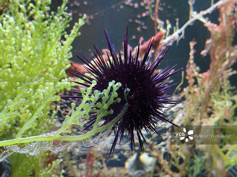 海胆摄食海葡萄。海胆依靠口器（又称“亚里士多德提灯”）来摄取食物，图中可见其周围棘刺，正努力抓取海葡图片素材