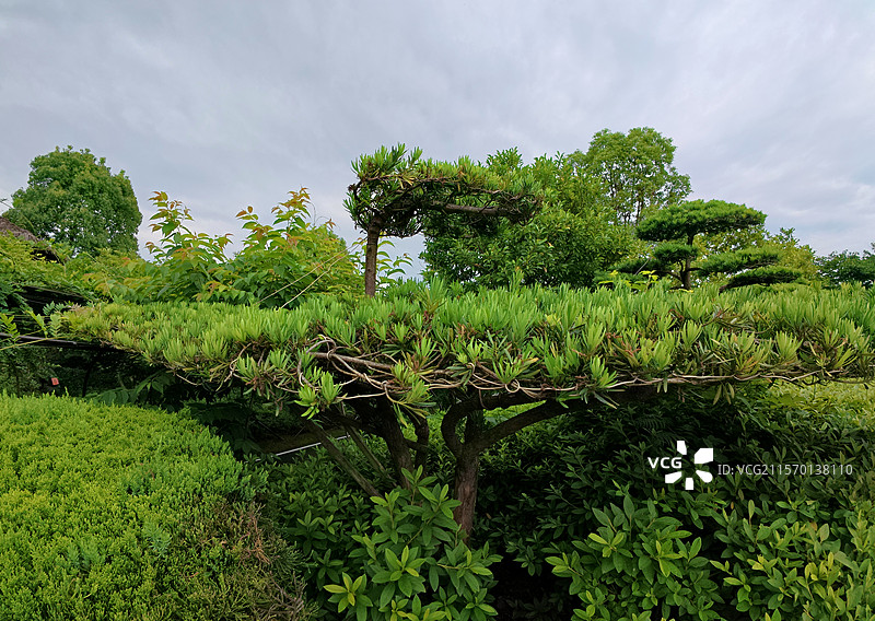 金溪县乔治棕榈山庄景区盆景，松柏，罗汉松，松树，花卉，苗木。图片素材