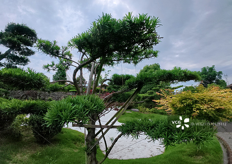 金溪县乔治棕榈山庄景区盆景，松柏，罗汉松，松树，花卉，苗木。图片素材