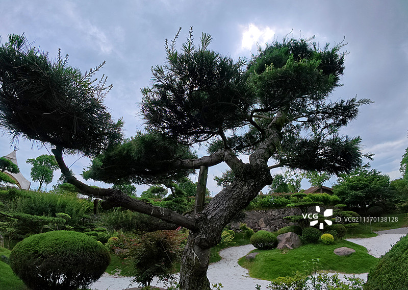 金溪县乔治棕榈山庄景区盆景，松柏，罗汉松，松树，花卉，苗木。图片素材