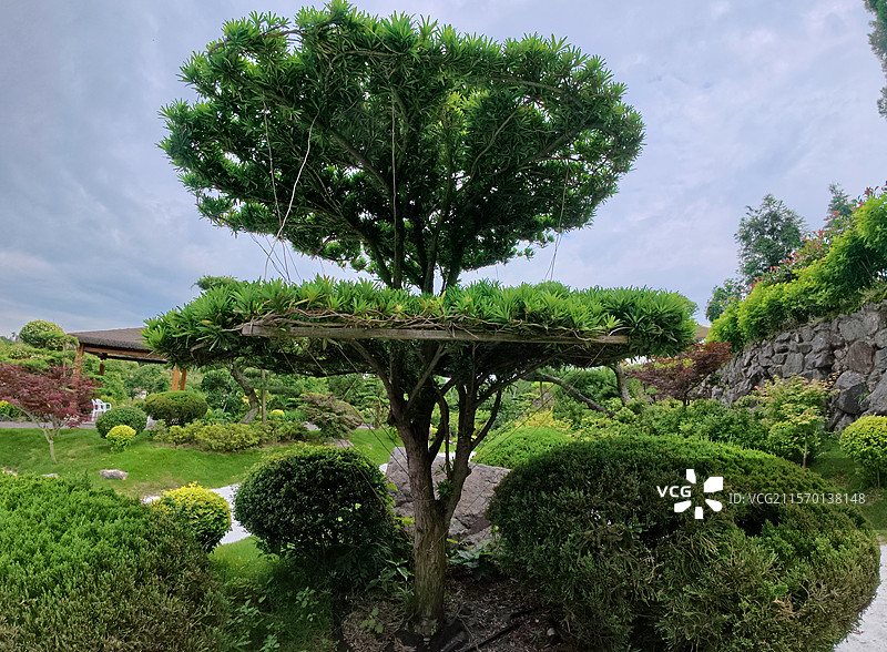 金溪县乔治棕榈山庄景区盆景，松柏，罗汉松，松树，花卉，苗木。图片素材