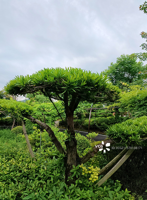 金溪县乔治棕榈山庄景区盆景，松柏，罗汉松，松树，花卉，苗木。图片素材