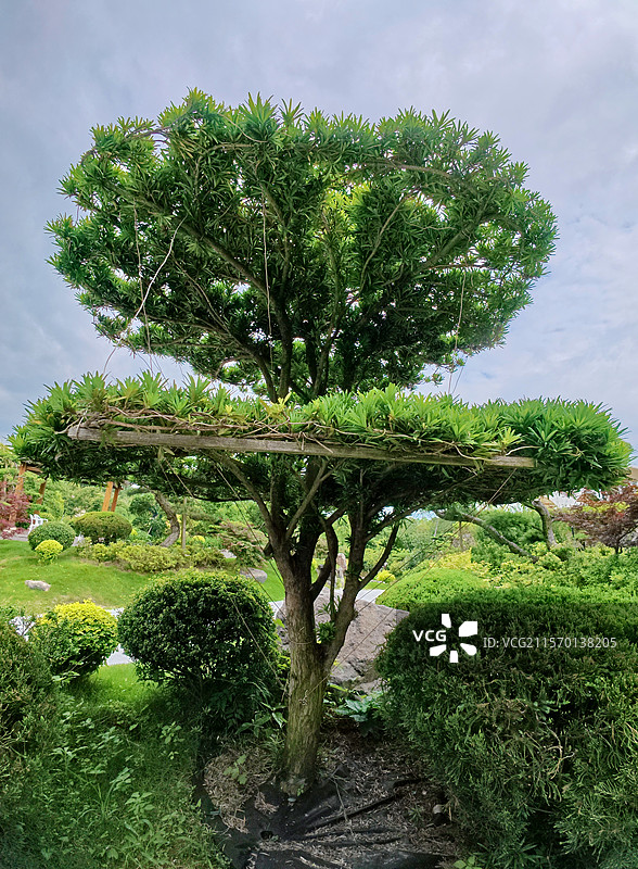 金溪县乔治棕榈山庄景区盆景，松柏，罗汉松，松树，花卉，苗木。图片素材