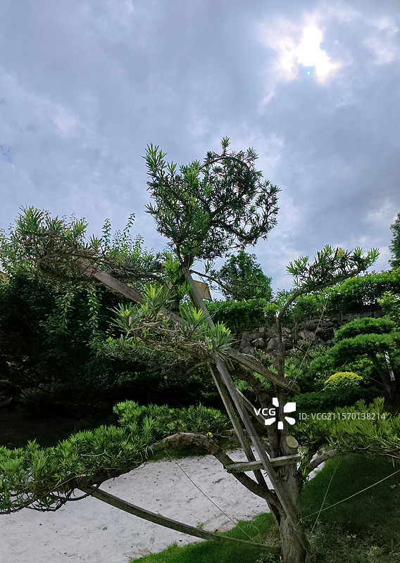 金溪县乔治棕榈山庄景区盆景，松柏，罗汉松，松树，花卉，苗木。图片素材