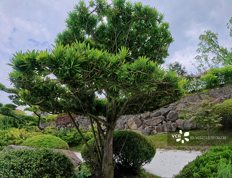 金溪县乔治棕榈山庄景区盆景，松柏，罗汉松，松树，花卉，苗木。图片素材