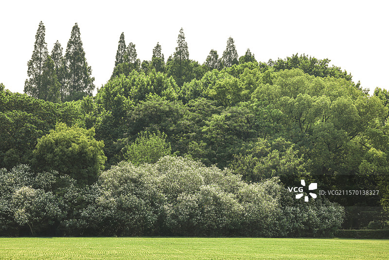 生机勃勃的绿色原野图片素材
