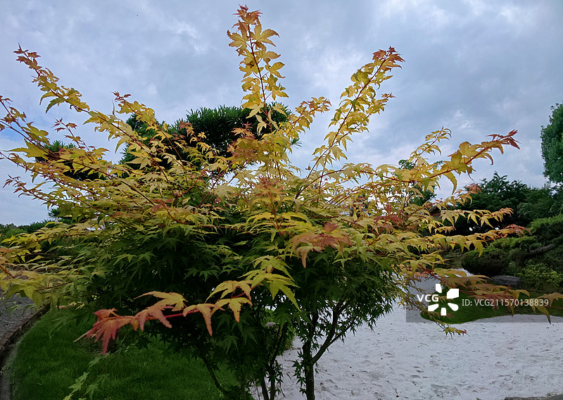 金溪县乔治棕榈山庄景区盆景，花卉，苗木，红枫，枫树，鸡爪槭，鸡爪槭树。图片素材