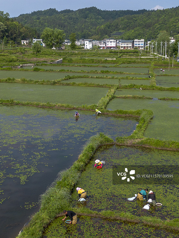 采莼图图片素材