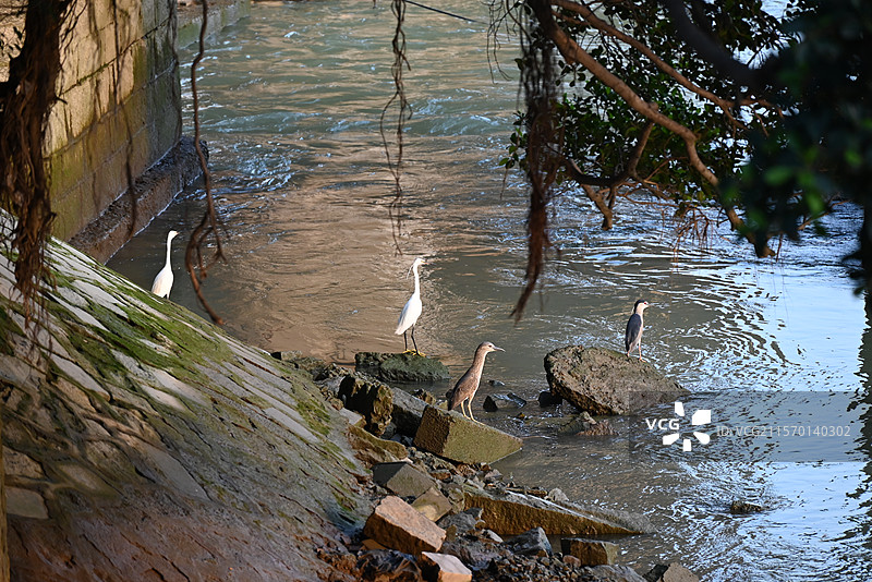 泉州旧顺济桥遗址与各种水鸟图片素材