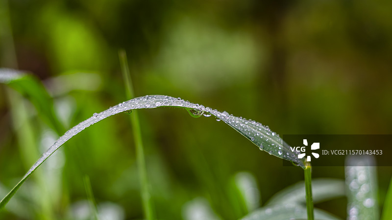 雨水时节雨水落在小草上结成水珠图片素材