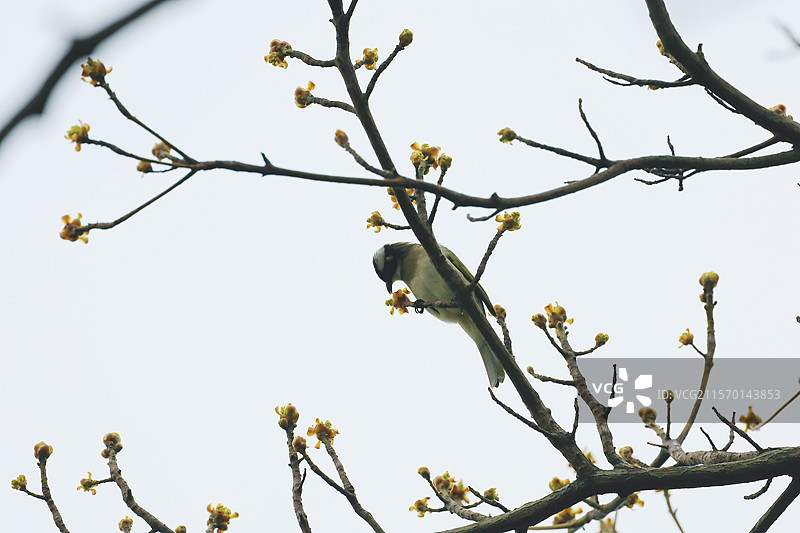 无锡荣氏梅园百年檫木图片素材