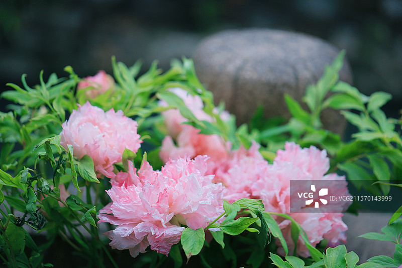 惠山古镇牡丹花展图片素材