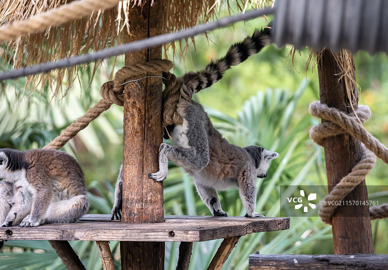 南京红山动物园环尾狐猴图片素材