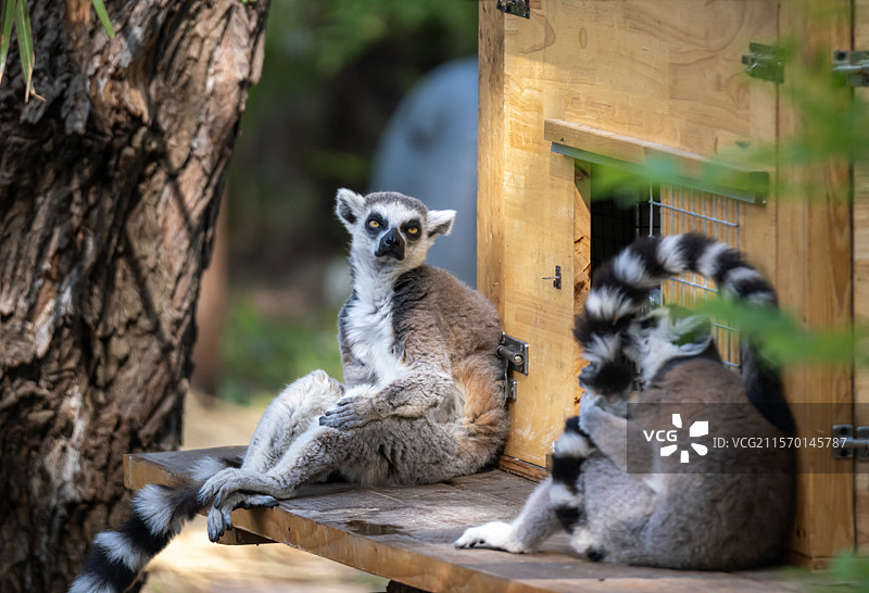 南京红山动物园环尾狐猴图片素材