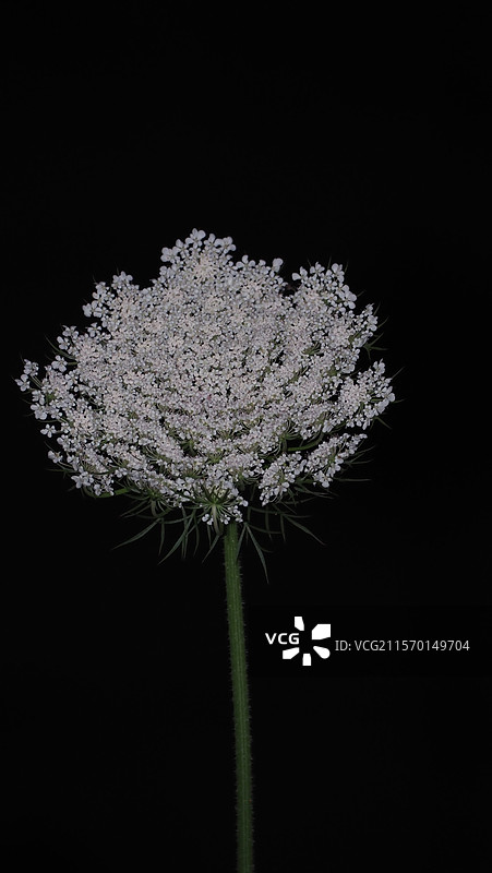 胡萝卜花图片素材