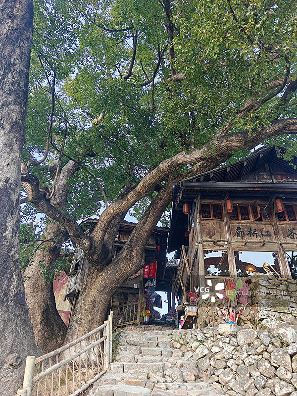 浙江 温州 泰顺 廊桥文化园 北涧桥 千年古树图片素材