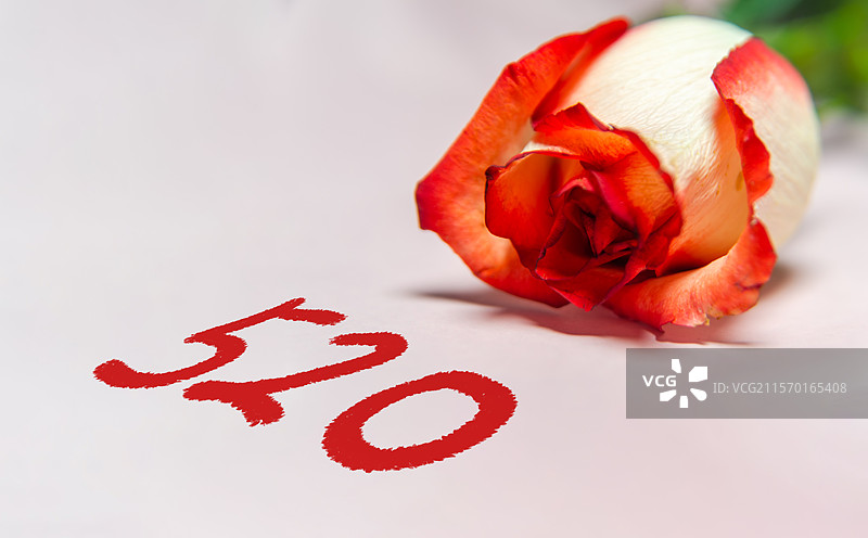 玫瑰相伴 “520”，尽显浪漫氛围图片素材