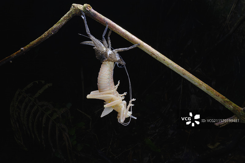 螽斯蜕壳羽化图片素材