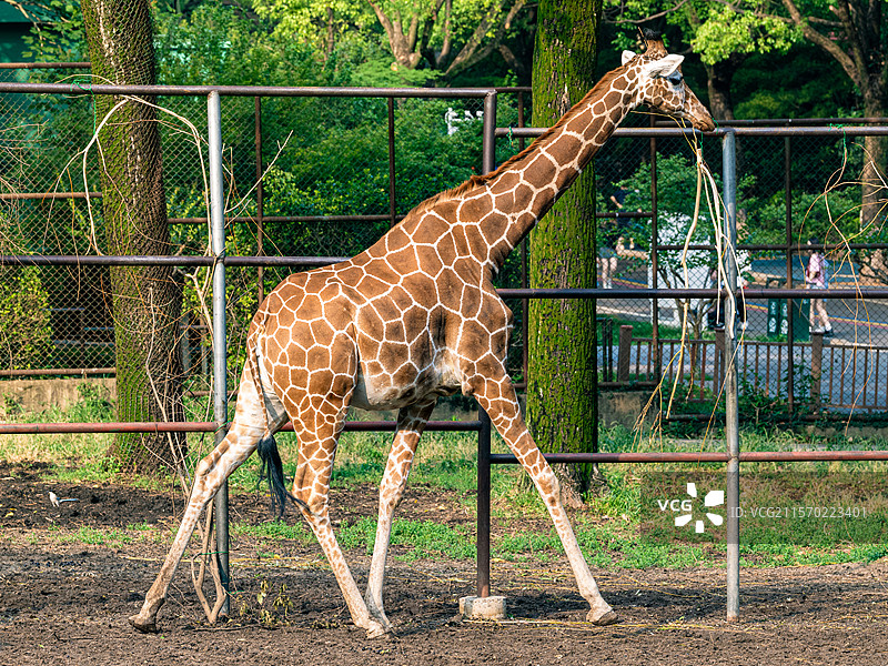 南京红山森林动物园-漫步的长颈鹿图片素材