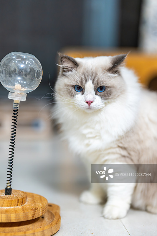 布偶猫与透明球玩具互动图片素材