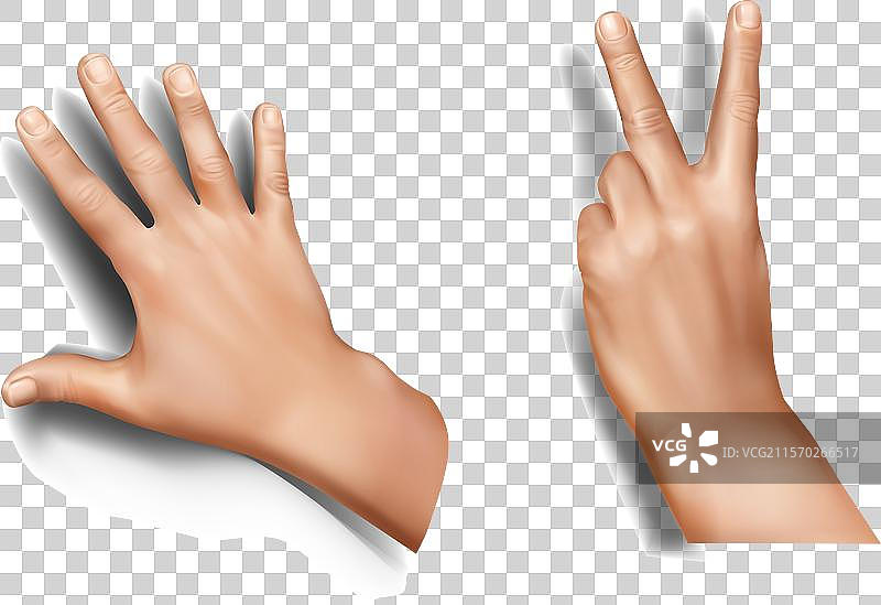 逼真的手部集合图片素材