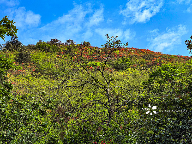 中国贵州黔东南丹寨龙泉山的杜鹃花，龙泉山蚩尤文化公园，丹寨龙泉山图片素材