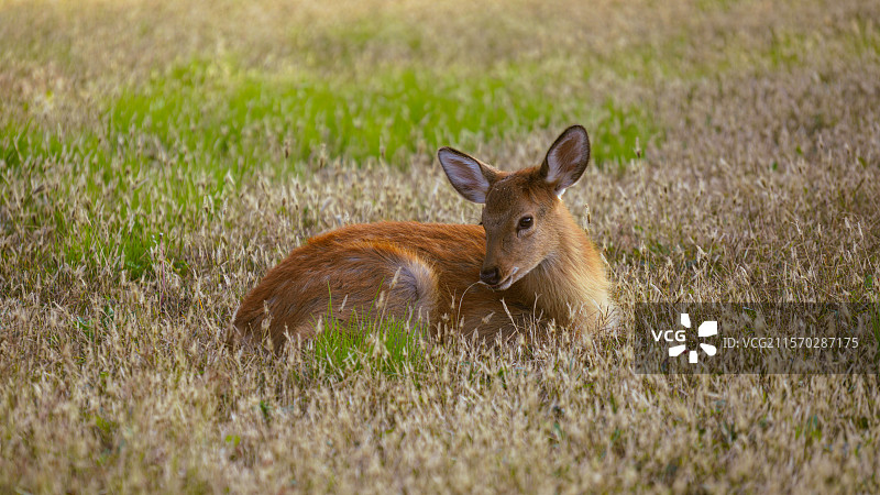 安阳市殷墟宫殿宗庙遗址：鹿图片素材