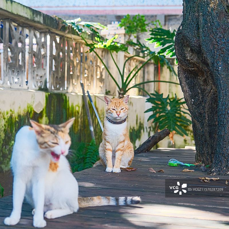 猫咪宠物图片素材