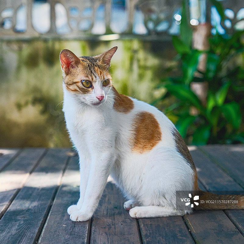 猫咪宠物图片素材