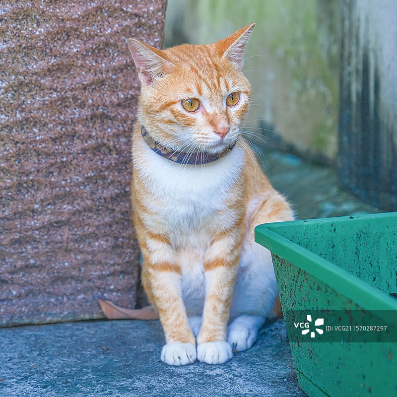 猫咪宠物图片素材