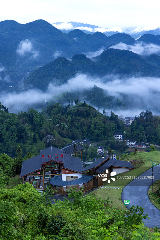 伍家台茶园景区图片素材