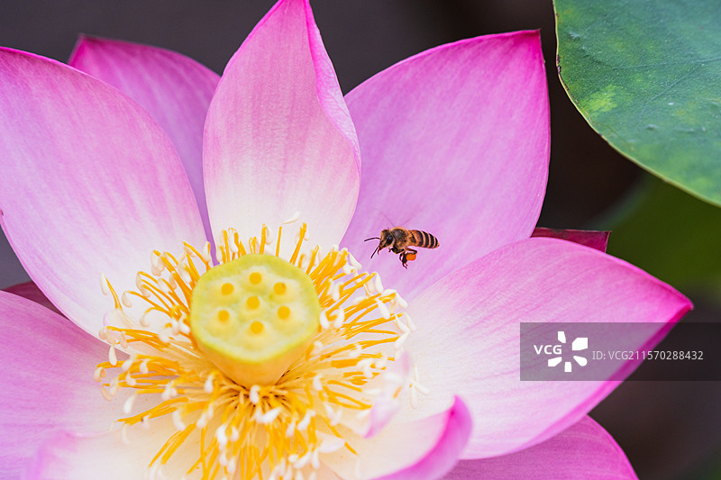 初夏盛开的荷花与采蜜的小蜜蜂图片素材