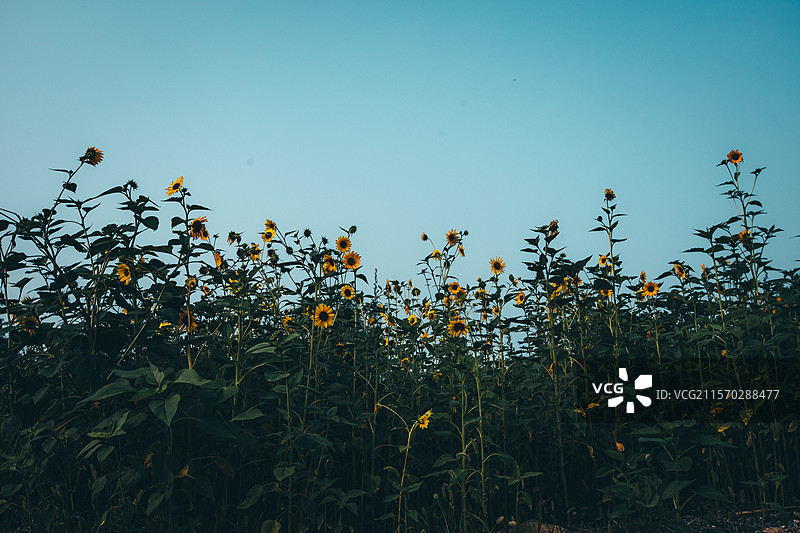 大连东港郊外的荒野向日葵丛图片素材