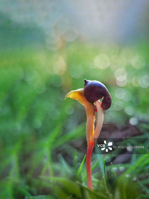 《破壳而出》图片素材