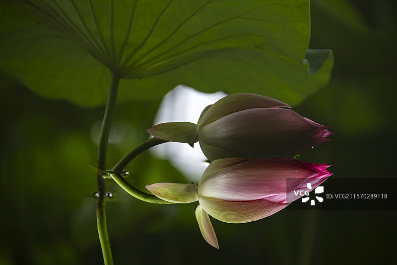 西湖曲院风荷·粉萼凝香映翠波图片素材