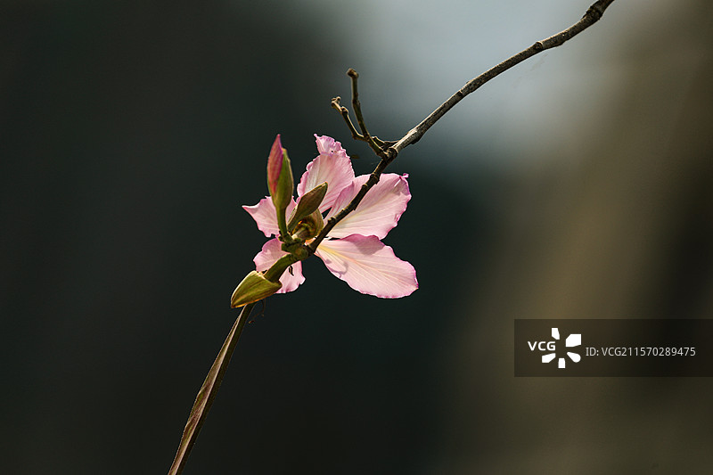 宫粉紫荆图片素材