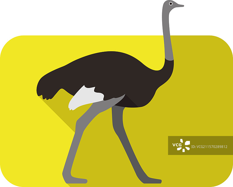鸵鸟行走, 动物身体系列, 矢量图片素材