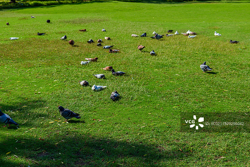 晴天草地上休息晒太阳的成群鸽子图片素材