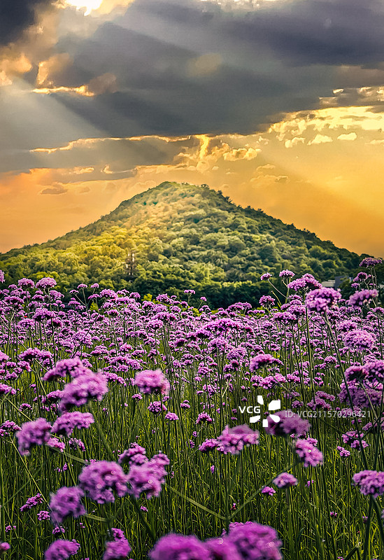 杭州老和山下的花海图片素材
