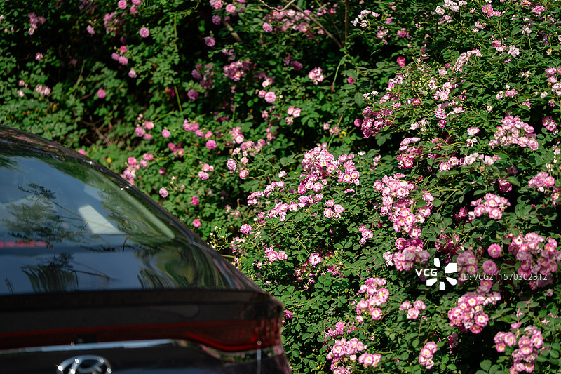 停车场路边的蔷薇花海图片素材